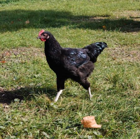 1 Hahn und 5 Hühner  1 Hahn und 5 Hühner