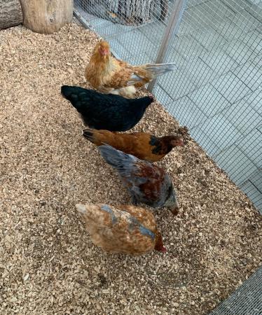 1 Hahn und 5 Hühner  1 Hahn und 5 Hühner