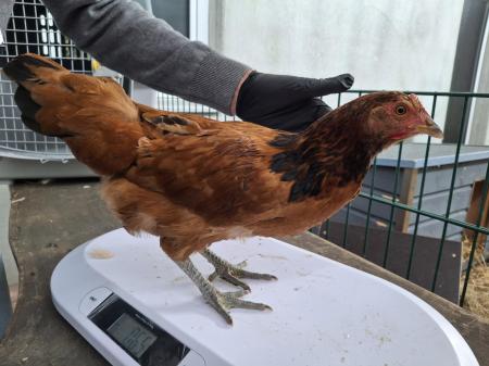 1 Hahn und 5 Hühner  1 Hahn und 5 Hühner