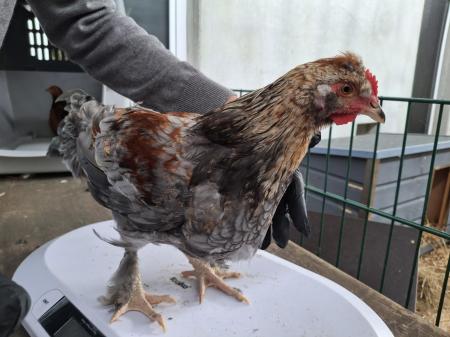 1 Hahn und 5 Hühner  1 Hahn und 5 Hühner