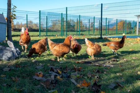Gockel  und seine fünf Hühner