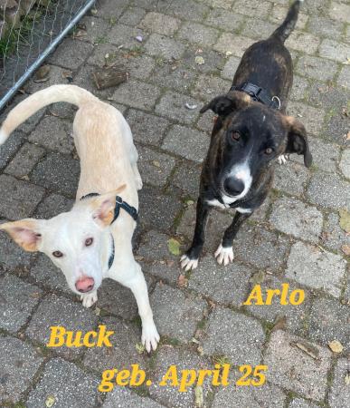 Arlo DIREKTVERMITTLUNG Arlo DIREKTVERMITTLUNG