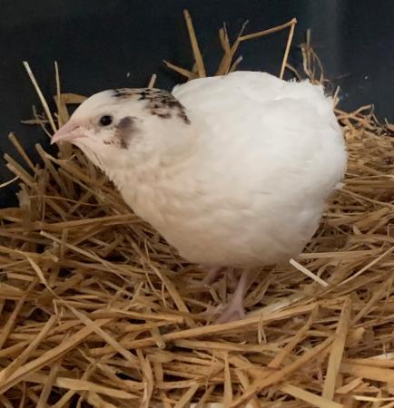 4 Wachteln 4 Wachteln