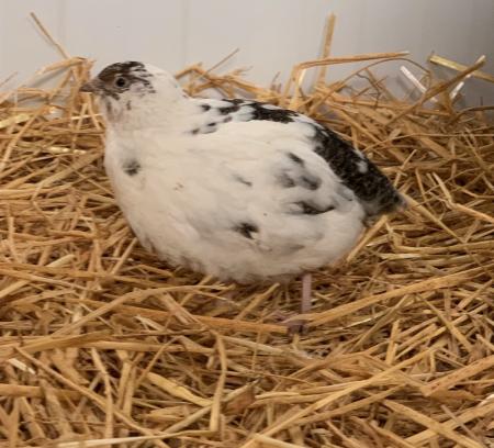 4 Wachteln 4 Wachteln