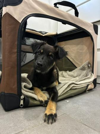 Susie                                  DIREKTVERMITTLUNG