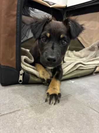 Susie                                  DIREKTVERMITTLUNG Susie                                  DIREKTVERMITTLUNG