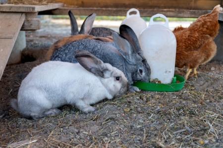 Lolita, Carlota, El Bandita, Bonita & Pablo