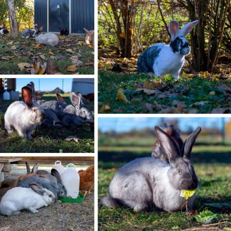 Lolita, Carlota, El Bandita, Bonita & Pablo