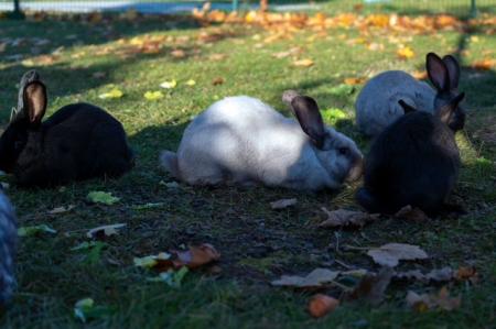 Lolita, Carlota, El Bandita, Bonita & Pablo