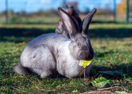 Lolita, Carlota, El Bandita, Bonita & Pablo