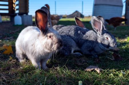 Lolita, Carlota, El Bandita, Bonita & Pablo