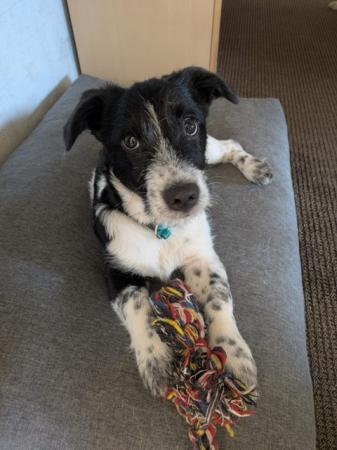 Selmi                                                    DIREKTVERMITTLUNG