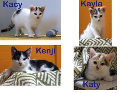 Katy, Kacy, Kayla & Kenji           Wohnungshaltung möglich