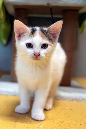 Kayla & Kenji           Wohnungshaltung möglich