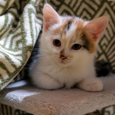 Kayla & Kenji           Wohnungshaltung möglich