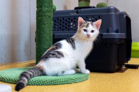 Kayla & Kenji           Wohnungshaltung möglich