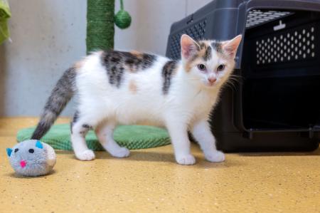 Kayla & Kenji           Wohnungshaltung möglich