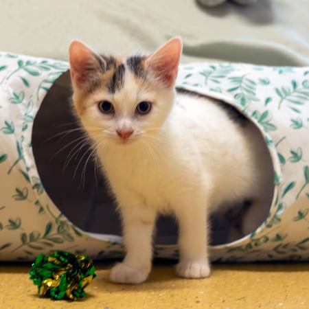 Kayla & Kenji           Wohnungshaltung möglich