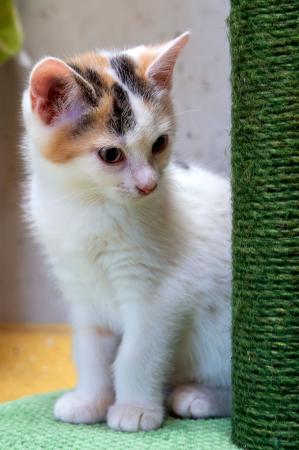 Kayla & Kenji           Wohnungshaltung möglich