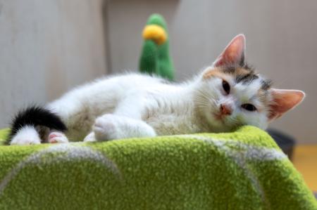 Kayla & Kenji           Wohnungshaltung möglich