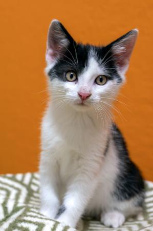 Kayla & Kenji           Wohnungshaltung möglich