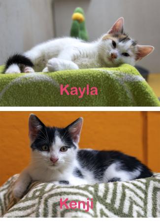 Kayla & Kenji           Wohnungshaltung möglich