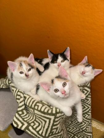 Katy, Kacy, Kayla & Kenji           Wohnungshaltung möglich