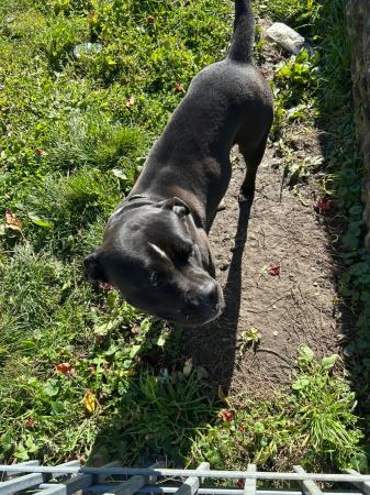 Amalia                                  DIREKTVERMITTLUNG