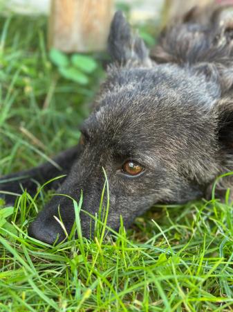 Luna - DIREKTVERMITTLUNG
