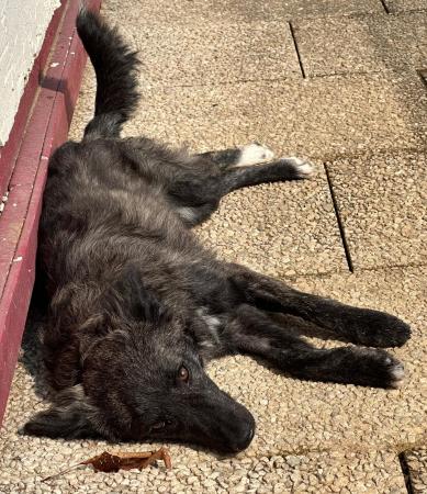 Luna - DIREKTVERMITTLUNG