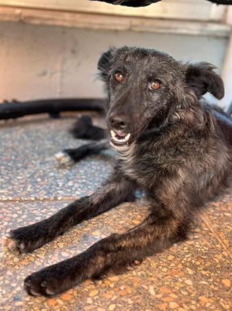 Luna - DIREKTVERMITTLUNG