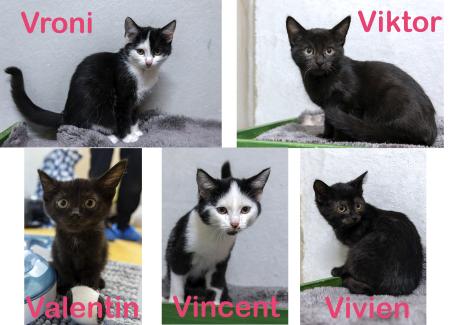 Valentin, Viktor, Vincent, Vivien, Vroni