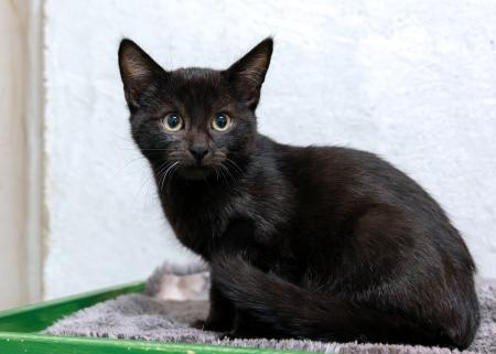 Valentin, Viktor, Vincent, Vivien, Vroni