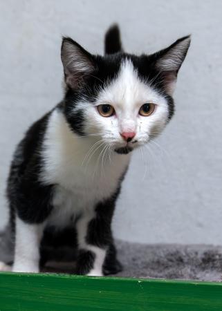 Valentin, Viktor, Vincent, Vivien, Vroni