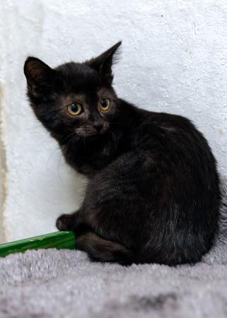 Valentin, Viktor, Vincent, Vivien, Vroni