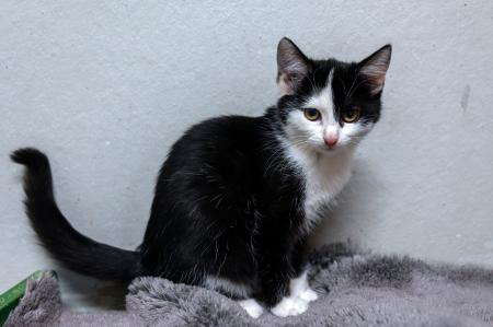 Valentin, Viktor, Vincent, Vivien, Vroni