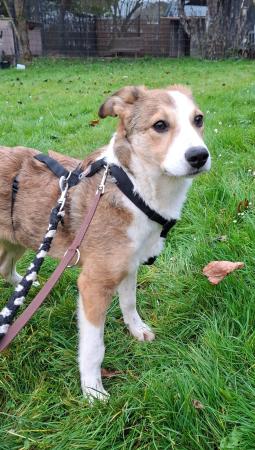 Pika - DIREKTVERMITTLUNG