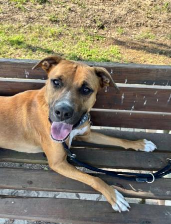 Percy - DIREKTVERMITTLUNG