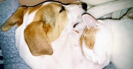 Pearl Direktvermittlung