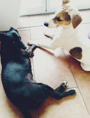 Pearl Direktvermittlung