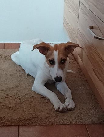 Pearl Direktvermittlung