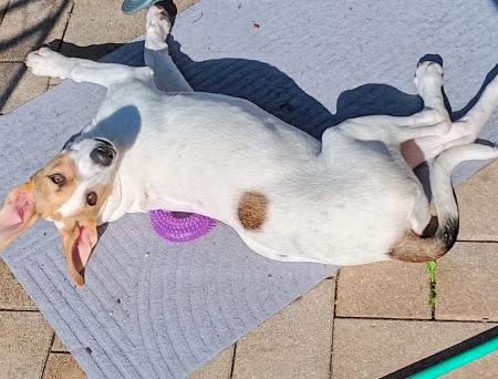 Pearl Direktvermittlung