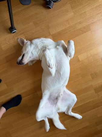 Kopek Direktvermittlung