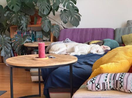 Kopek Direktvermittlung