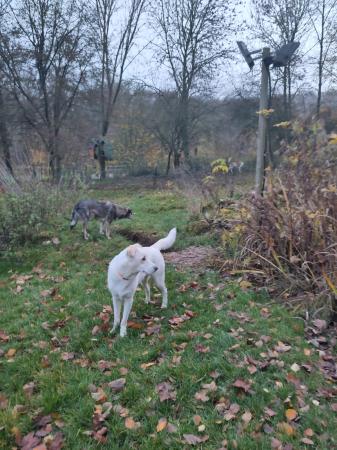 Kopek Direktvermittlung