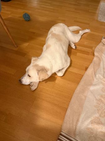 Kopek Direktvermittlung