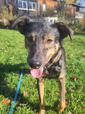 Rayla Direktvermittlung