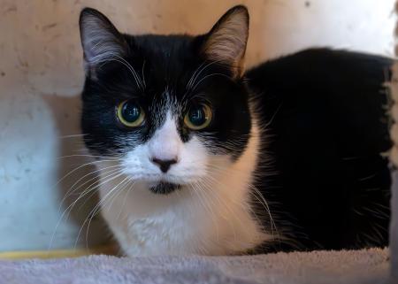 Nia            Wohnungshaltung möglich