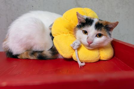 Mia & Mochi           Wohnungshaltung möglich