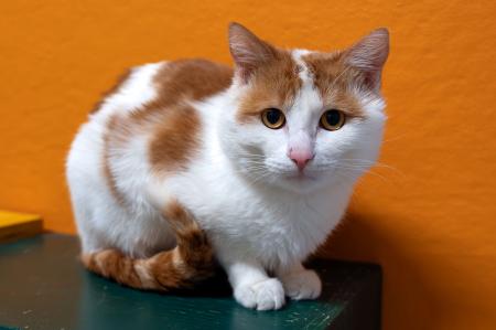 Mia & Mochi           Wohnungshaltung möglich